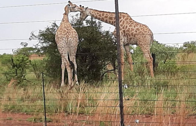 Tata Farm Lodge - Foto 24