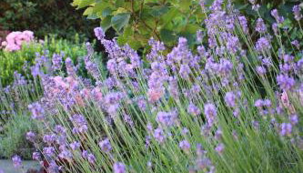Ferienwohnung zum Nutscheid - Foto 3, Garden