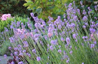 Ferienwohnung zum Nutscheid - Foto 3