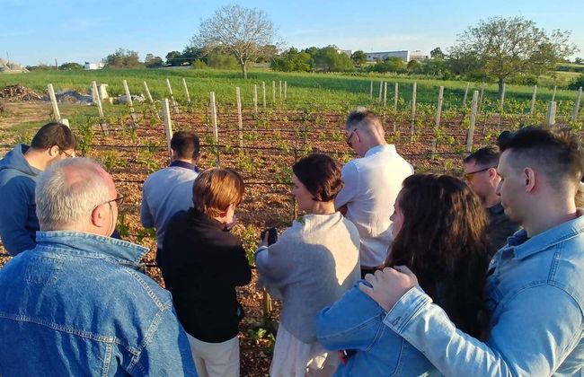 Cata de vinos en el valle de Itria - Foto 5