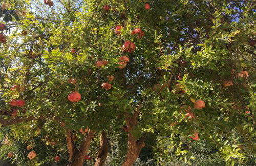 Apartment Nikka - Foto 18