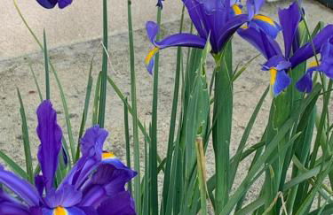 La Maison aux Roses - Foto 37