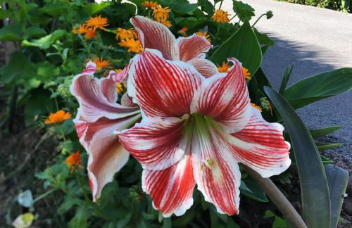 Villa Marta loft diáfano con jardín y aparcamiento en Villa histórica - Foto 28