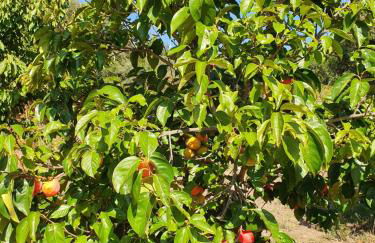 Casinha Laranja - Foto 31