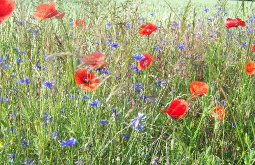 Naturcamp am See - Foto 12