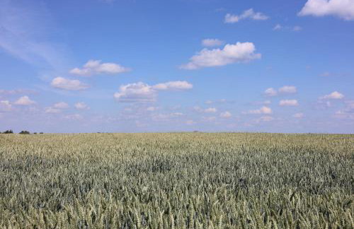 Drzewiecka Chata - Foto 32