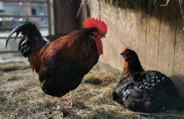 A spacious rural apartment with alpacas to enjoys - Foto 13