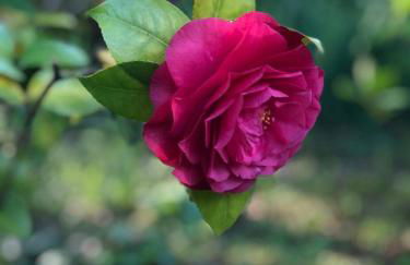 Les Cèdres - Foto 42