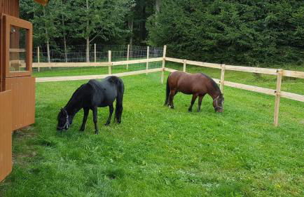 Ferienbauernhof Mehlbach - Foto 7
