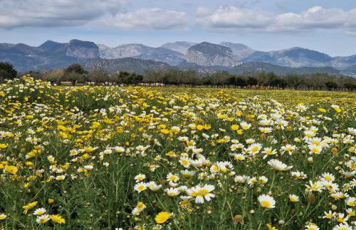 Finca Can Bagur Ventolra - Foto 29