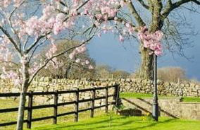 Cherry Blossom Cottage in Kettlesing - Photo 16