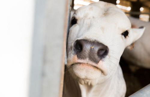 Agriturismo Fattoria di Monticello - Foto 55