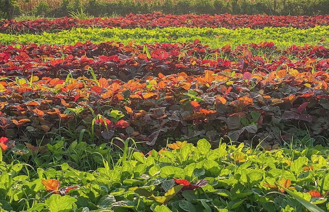 Thanh Chiem Village - Foto 10