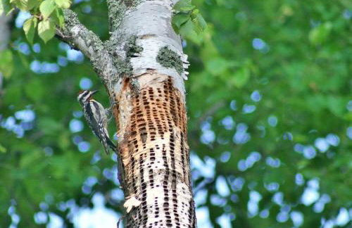 Family-Friendly Cabin Retreat on the Shores of Pokegama Lake, Minnesota - Photo 12