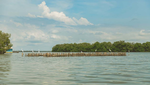 Tour por la Ciénaga Grande de Santa Marta - Foto 2, Explorando la Ciénaga Grande de Santa Marta