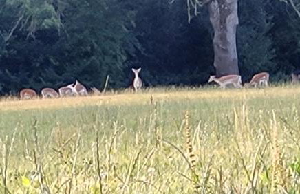 Gardeners Cottage Apartment - Foto 17