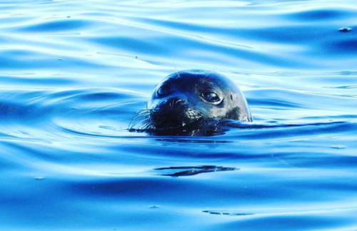 Quoys Self Catering - Foto 39