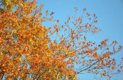 Casa do Alto Montalegre - Foto 71