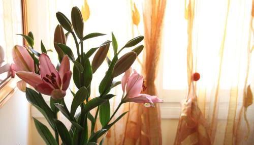 Residence Al Bacareto - Foto 2