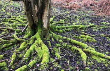 Myrtleberry Studio BnB - Foto 39