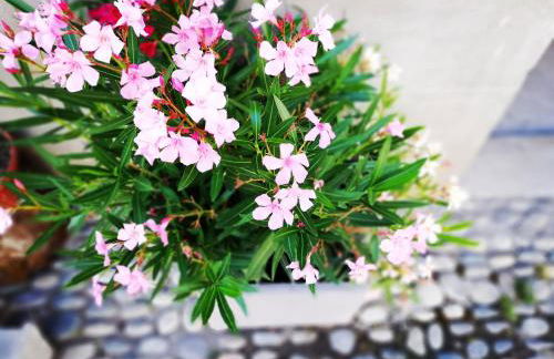 Les insolites de Champeix - Photo 28