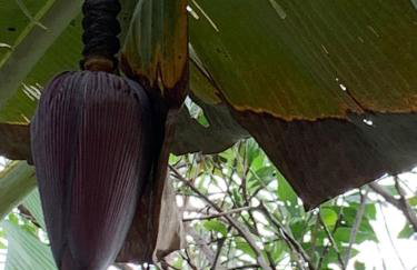 Large house with pool, barbecue and garden - Foto 17