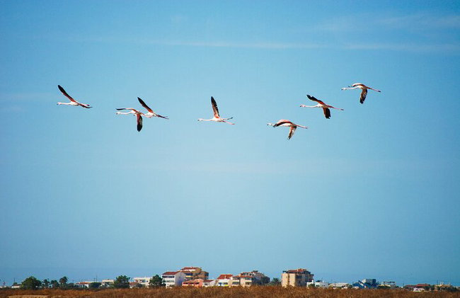 Naturpark-Segway-Tour mit Mittagessen mit Meeresfrüchten auf der Insel Faro - Foto 10