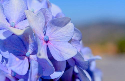 Recanto das Florenças (2) - Photo 61