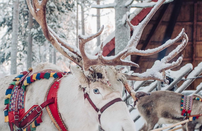 Reindeer & Husky Sleigh Ride - Photo 1