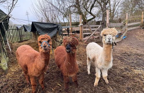 Guest room Rosi free WiFi - Foto 15