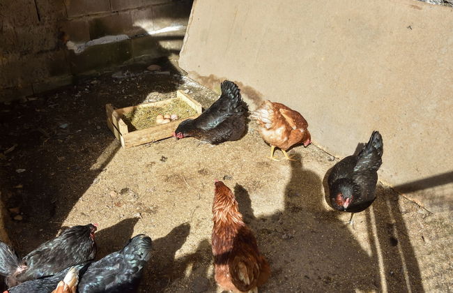 Agriturismo Il Colle - Foto 43