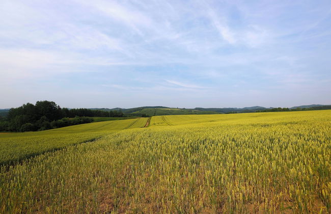 STARRY SKY COTTAGE 17 - Photo 7