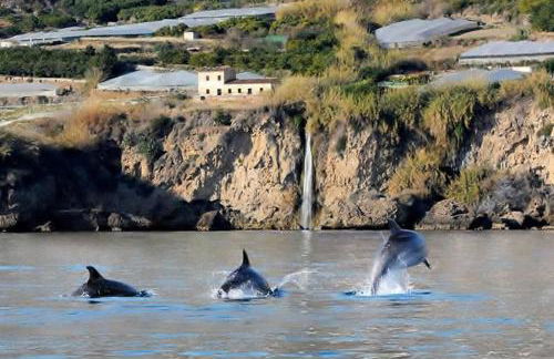 CASA DELFÍN (Maro) - Foto 39