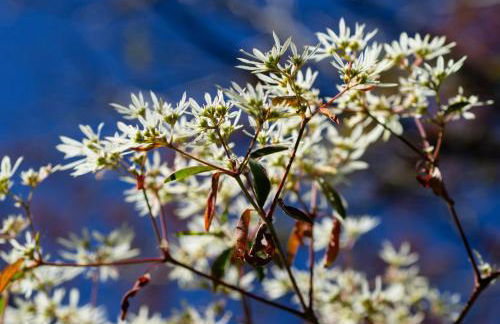 Chalé Flores e Amores - Photo 9