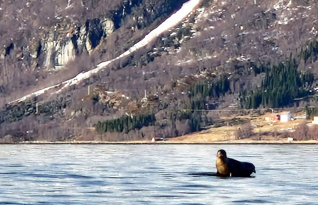 6 Person Holiday Home in Hamnvik - Foto 17