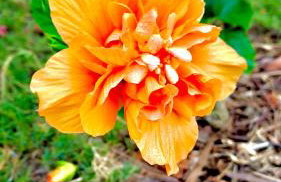 Villa Caju Knots - Photo 49