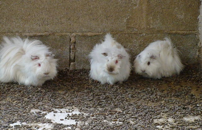 Hort de Mao El Rebost - Foto 24