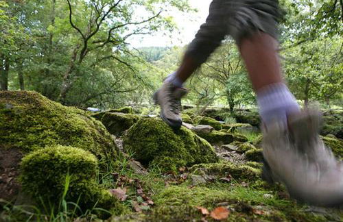 Maes-Y-Coed - Foto 24