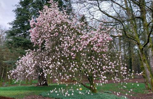 Forsthaus Hausbach - Ferienwohnung Hirsch - Foto 27