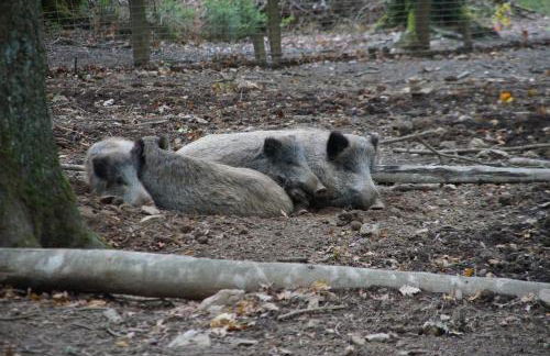 Ferienwohnung in Roetgen am RAVel-Radweg Hike & Bike & Business - Foto 17