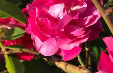 Quinta Do Centro - Foto 18