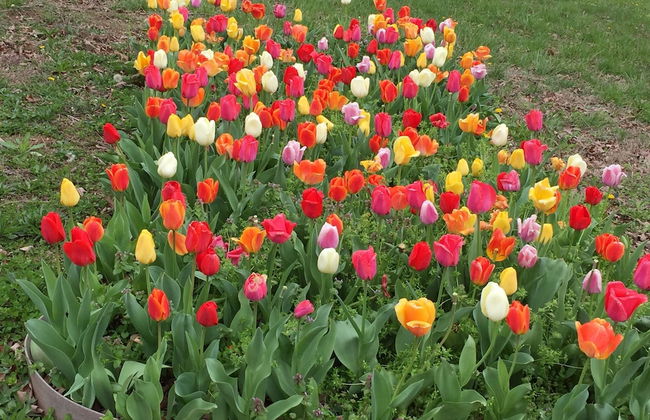 Cherokee mountain log cabin resort - Foto 56