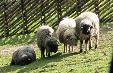 Domek na Obidzy - Foto 15