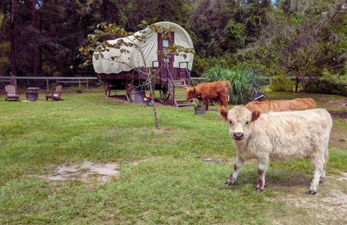 Highland Cow Glamping in a Cozy King Bed Wagon - Foto 9