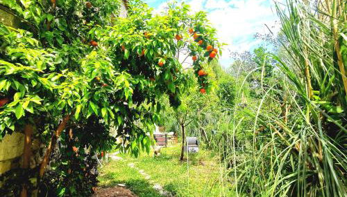 Castellana House - Photo 1, Garden, Garden view