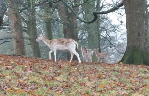 Sunny Bank, Cark-in-Cartmel - Foto 39