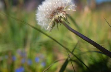 APANÓWKA domki z balią jacuzzi sauna - Foto 26