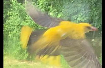 Drewniany dom w brzozowisku - Foto 78