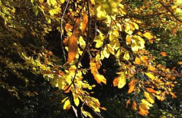 Cotswolds Retreat - Foto 33