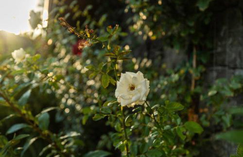 Casetta delle Rose sull'etna - Photo 18